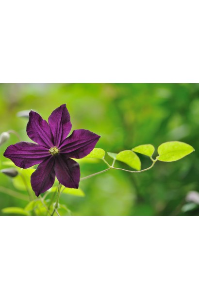 Клематис Романтика